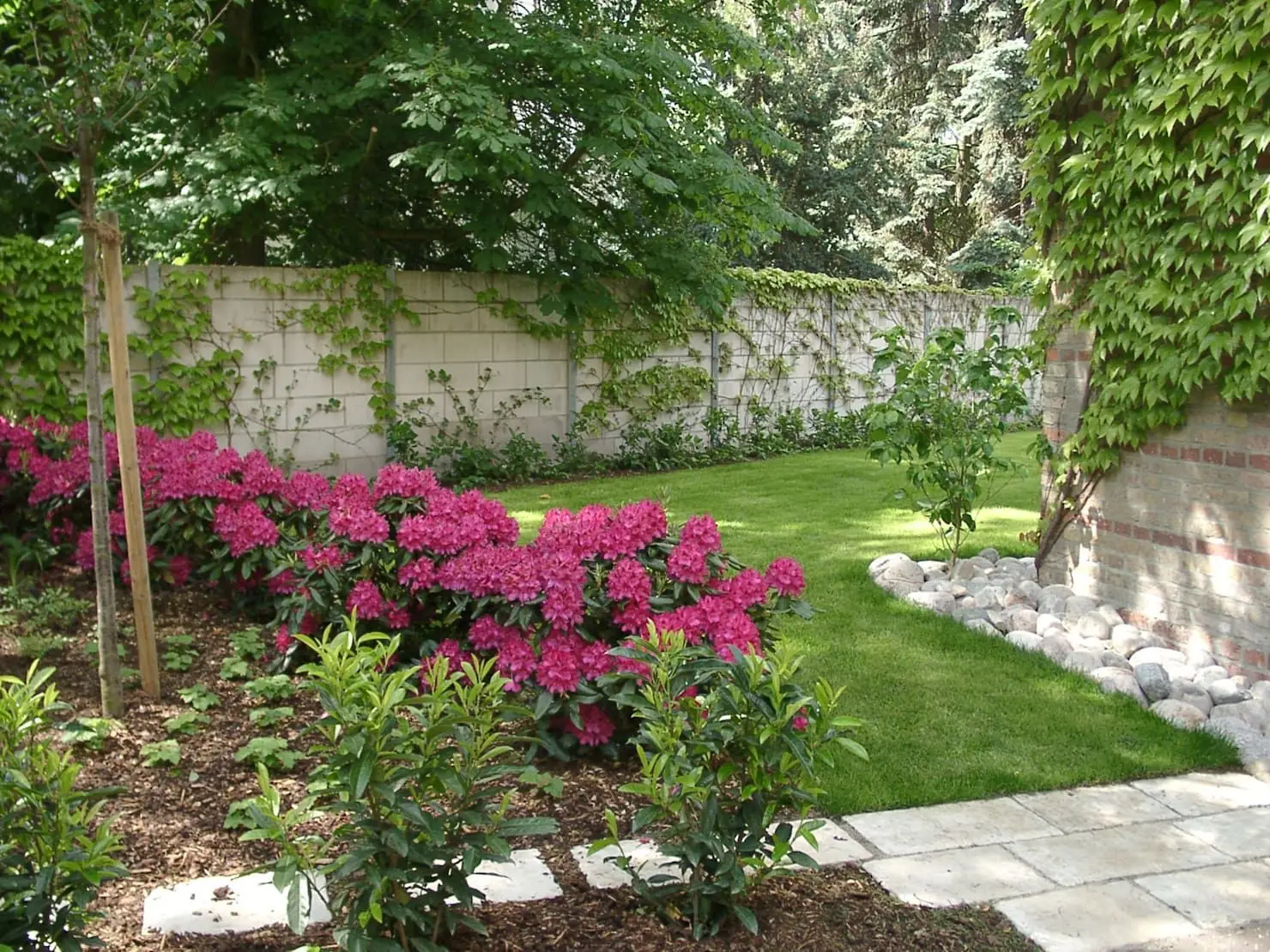 Il fiore più elegante del mondo: scopri quale pianta trasforma subito il tuo giardino