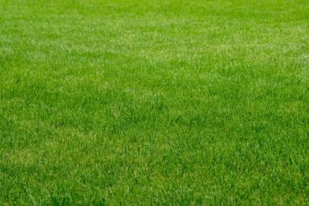 Il segreto per un prato perfetto: ecco perché devi assolutamente usare questo attrezzo