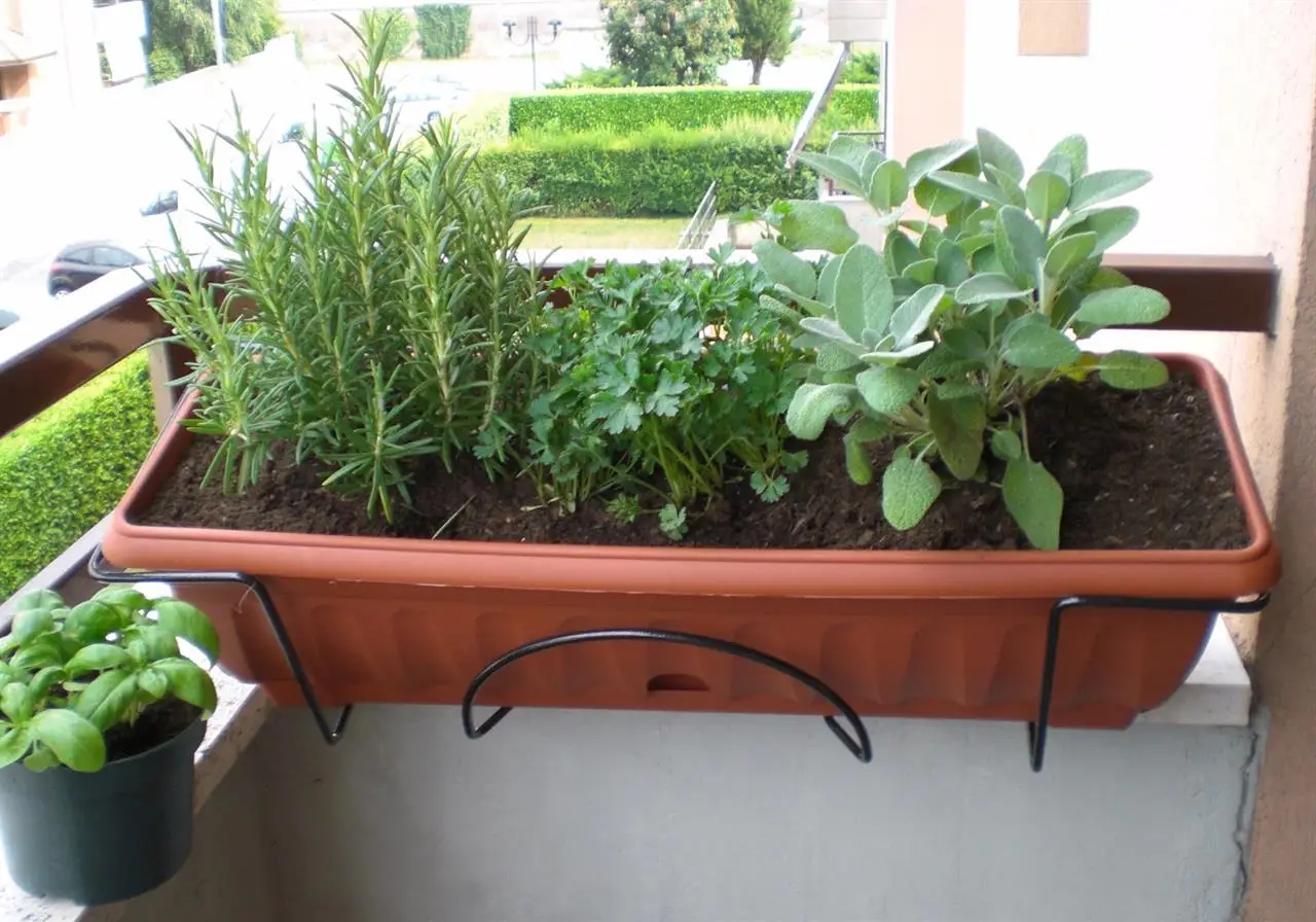 Metti le bottiglie d’acqua a testa in giù nei vasi? Ecco cosa succede davvero alle radici