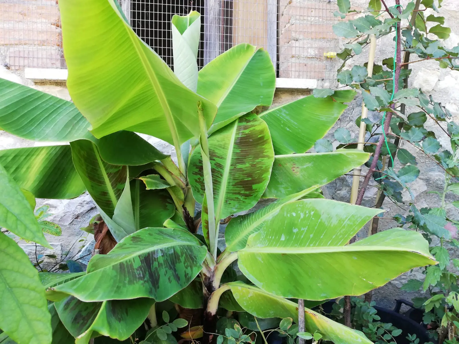 Se pianti le zucchine in questo punto dell’orto producono il doppio