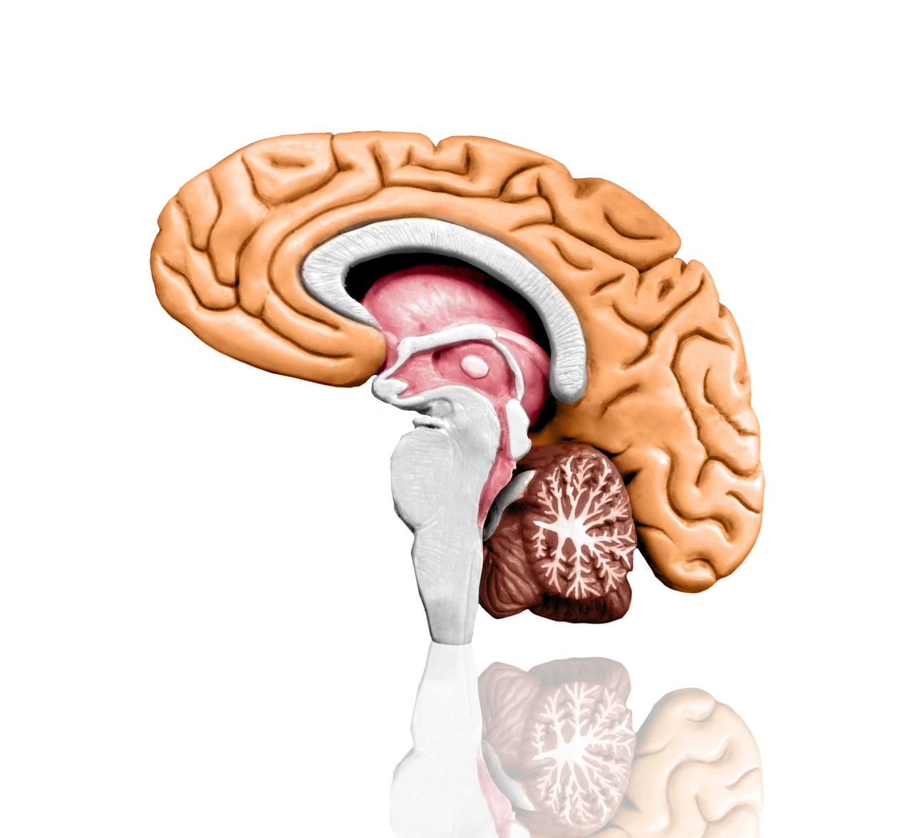 Non è solo una pompa: ecco il sorprendente secondo cervello che controlla la tua salute